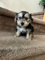 Max , a male Shih Tzu and Yorkshire Terrier for sale in Merced, CA – 1 of 5