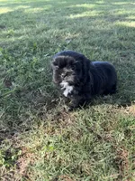 Teddy, a male Shih Tzu for sale in Merced, CA – 4 of 7