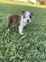 Scooby, a male Boston Terrier for sale in Merced, CA – 2 of 6