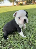 Oreo, a male Boston Terrier for sale in Merced, CA – 5 of 6
