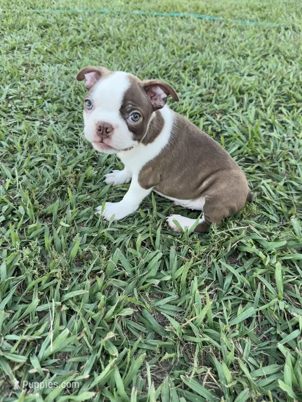 Cooper – Boston Terrier puppy for sale in Merced, CA
