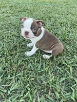 Cooper, a male Boston Terrier for sale in Merced, CA – 4 of 5
