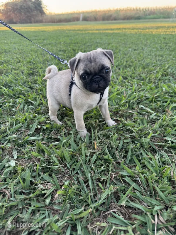 Pugsley – Pug puppy for sale in Merced, CA