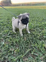 Pugsley, a male Pug for sale in Merced, CA – 1 of 5