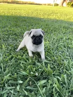 Pugsley, a male Pug for sale in Merced, CA – 2 of 6