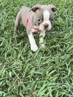 Nova , a female Boston Terrier for sale in Merced, CA – 5 of 9