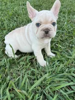Milo, a male French Bulldog for sale in Merced, CA – 3 of 9