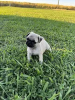 Pugsley, a male Pug for sale in Merced, CA – 6 of 6