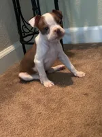 Bella, a female Boston Terrier for sale in Merced, CA – 2 of 4