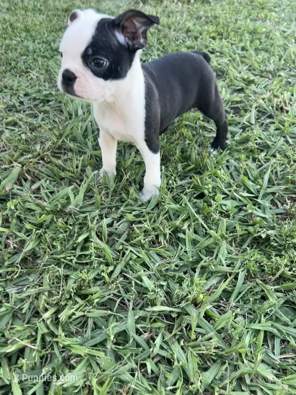 Oreo – Boston Terrier puppy for sale in Merced, CA