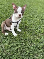 Cooper, a male Boston Terrier for sale in Merced, CA – 6 of 7