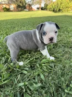Skye, a female Boston Terrier for sale in Merced, CA – 4 of 5