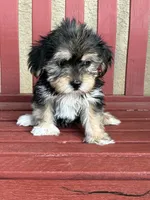 Bailey , a female Shih Tzu and Yorkshire Terrier for sale in Merced, CA – 5 of 7