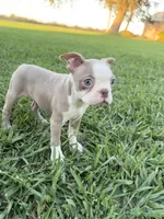 Poppy, a female Boston Terrier for sale in Merced, CA – 2 of 5