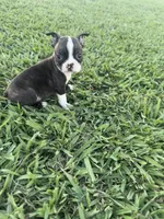 Daisy , a female Boston Terrier for sale in Merced, CA – 2 of 6