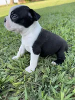 Oreo, a male Boston Terrier for sale in Merced, CA – 4 of 6