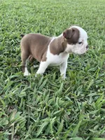 Roxie , a female Boston Terrier for sale in Merced, CA – 8 of 8