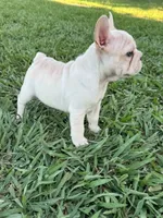 Milo, a male French Bulldog for sale in Merced, CA – 2 of 9