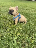 Teddy, a male French Bulldog for sale in Merced, CA – Photo 3 of 7