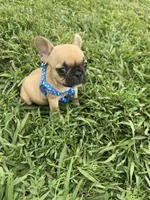 Teddy, a male French Bulldog for sale in Merced, CA – Photo 2 of 7