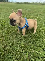 Teddy, a male French Bulldog for sale in Merced, CA – Photo 6 of 7