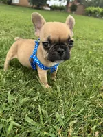 Teddy, a male French Bulldog for sale in Merced, CA – Photo 4 of 7