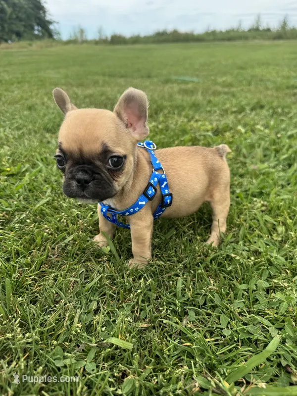 Teddy – French Bulldog puppy for sale in Merced, CA