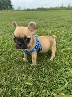 Teddy, a male French Bulldog for sale in Merced, CA – Photo 1 of 7