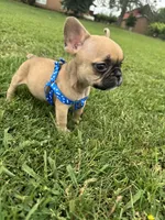 Teddy, a male French Bulldog for sale in Merced, CA – Photo 5 of 7