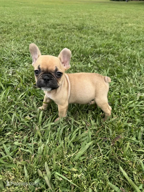 Teddy – French Bulldog puppy for sale in Merced, CA