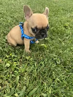 Teddy, a male French Bulldog for sale in Merced, CA – Photo 7 of 7