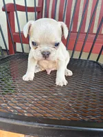 Charlie , a male French Bulldog for sale in Merced, CA – 4 of 4