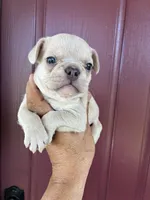 Charlie , a male French Bulldog for sale in Merced, CA – 2 of 4