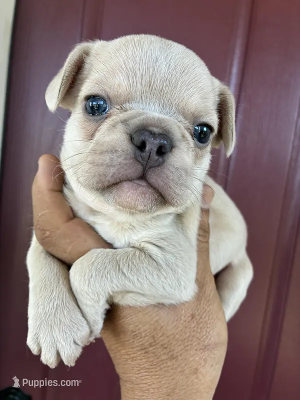 Charlie  – French Bulldog puppy for sale in Merced, CA