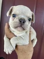 Charlie , a male French Bulldog for sale in Merced, CA – 1 of 4