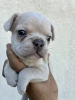 Charlie , a male French Bulldog for sale in Merced, CA – 3 of 4