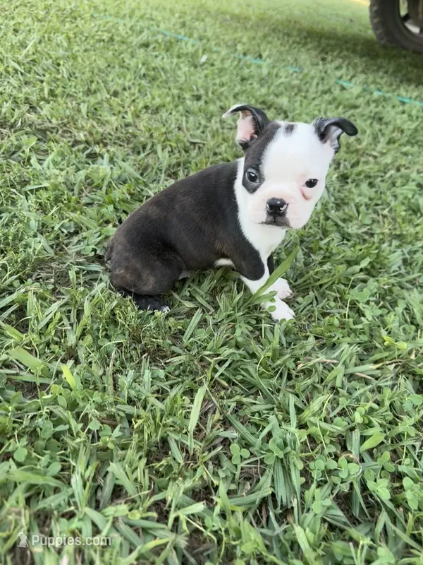 Bella – Boston Terrier puppy for sale in Merced, CA