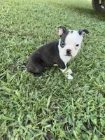 Bella, a female Boston Terrier for sale in Merced, CA – 1 of 6
