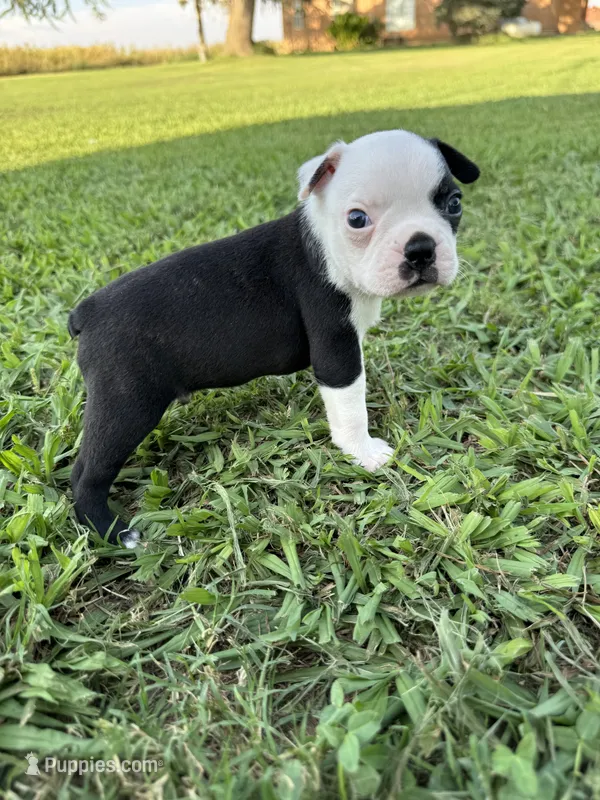 Oreo – Boston Terrier puppy for sale in Merced, CA