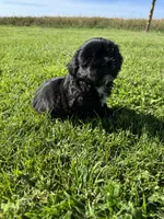 Teddy, a male Shih Tzu for sale in Merced, CA – 6 of 7