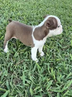 Roxie , a female Boston Terrier for sale in Merced, CA – 6 of 8