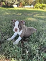 Bingo, a male Boston Terrier for sale in Merced, CA – 1 of 6