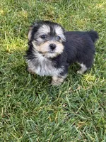Stella, a female Shih Tzu and Yorkshire Terrier for sale in Merced, CA – 2 of 6