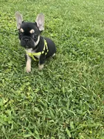 Charlie , a male French Bulldog for sale in Merced, CA – Photo 9 of 10