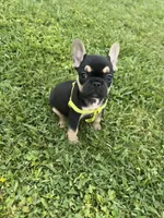 Charlie , a male French Bulldog for sale in Merced, CA – Photo 5 of 10