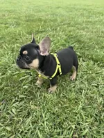 Charlie , a male French Bulldog for sale in Merced, CA – Photo 3 of 10