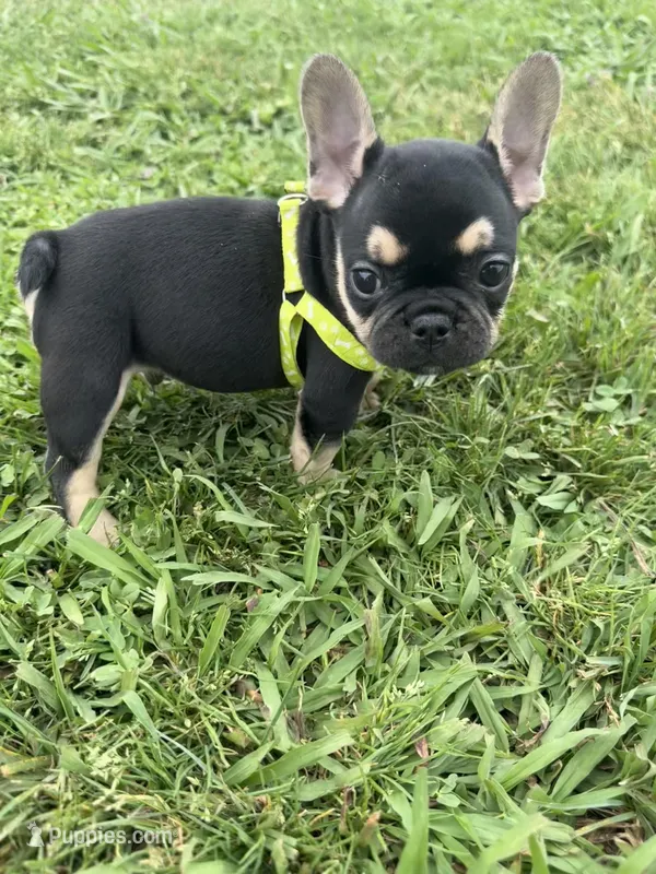 Charlie  – French Bulldog puppy for sale in Merced, CA