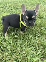 Charlie , a male French Bulldog for sale in Merced, CA – Photo 1 of 10