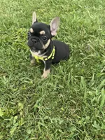 Charlie , a male French Bulldog for sale in Merced, CA – Photo 6 of 10