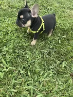 Charlie , a male French Bulldog for sale in Merced, CA – Photo 8 of 10